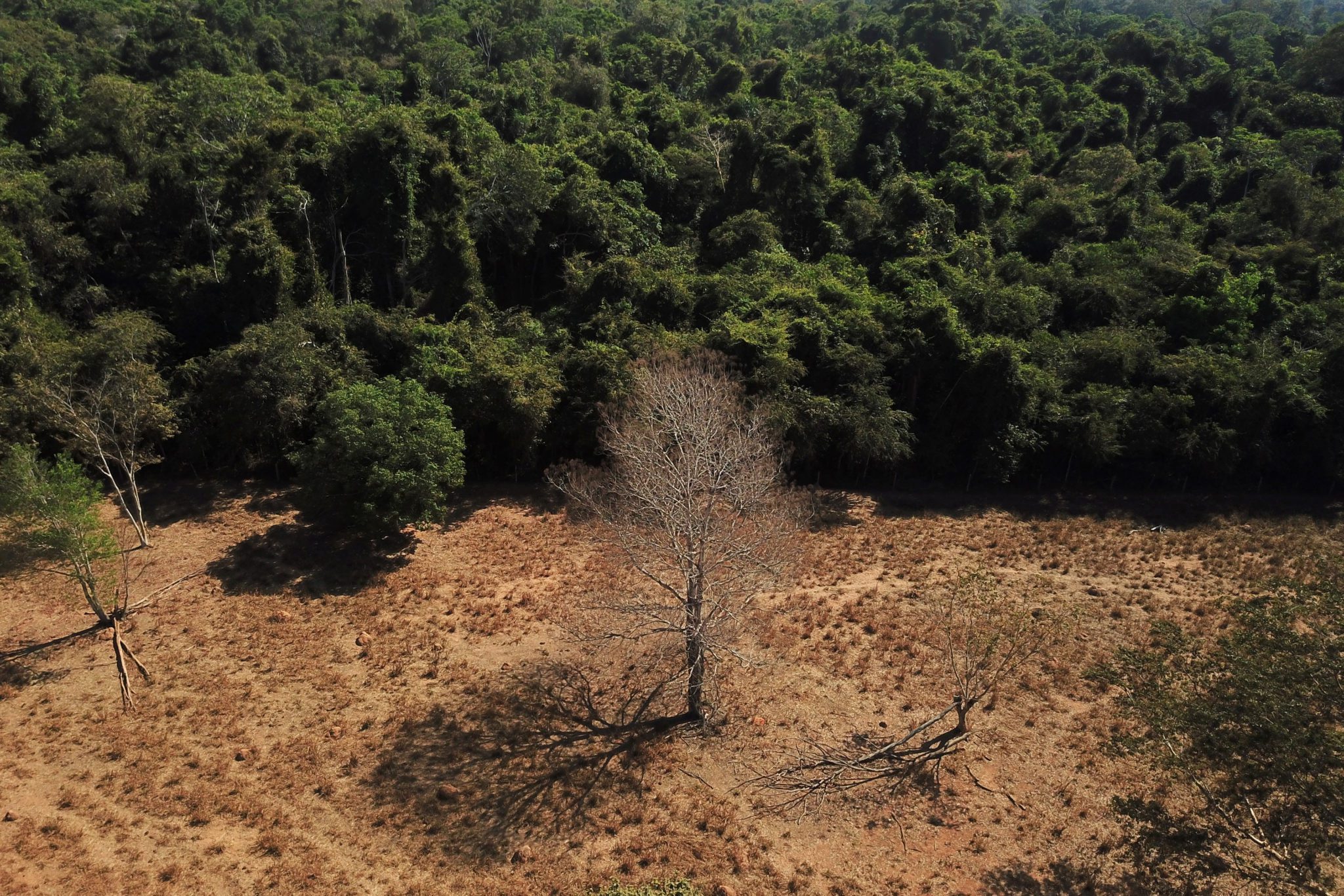 Quase 40% da parte mais vital da floresta amazônica está desprotegida, apontam novos dados. Entenda o impacto e a importância da preservação