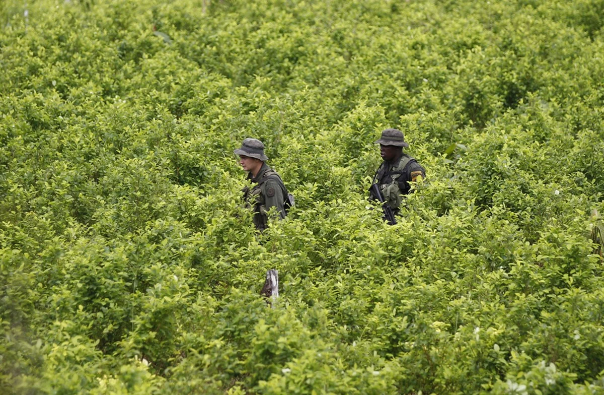 Colômbia enfrenta aumento alarmante no cultivo de coca, destacando desafios e impactos sociais e econômicos